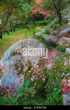 Lebendige Herbstszenen aus dem SWAT Valley mit bunten Blättern, majestätischen Bäumen und einer ruhigen Berglandschaft. Stockfoto