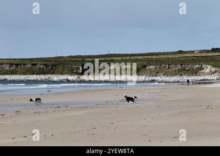 Hunde laufen und spielen am Sandkielstrand Achill Island, County Mayo, republik irland Stockfoto