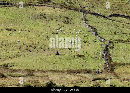 Farmer, der Schafe mit Quad-Quad im Maam Valley, County galway, republik irland hütet Stockfoto