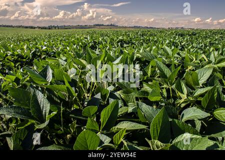 Ländliche Landschaft mit frischem grünen Sojafeld. Sojabohnenfeld in Brasilien. Stockfoto
