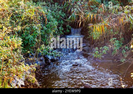 Kleiner Wasserfall im schmalen Bach mit Wasser, das über Steine fließt, inmitten üppiger herbstlicher wilder Vegetation, sonniger Tag in Ubach-Palenberg, Deutschland Stockfoto