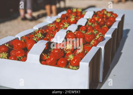 Ein Blick auf mehrere Kisten mit frisch gepflückten Erdbeeren auf einem Tisch auf einem Bauernhof. Stockfoto
