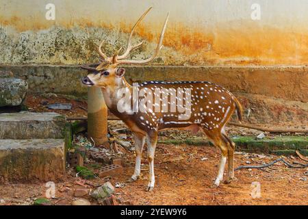 Achsenbock-Hirsch oder Chital-Hirsch stehen und posieren für die Kamera - Mirpur Zoo, Dhaka, Bangladesch Stockfoto