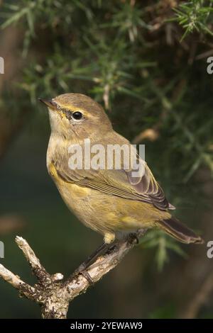 Chiffchaff (Phylloscopus collybita), auf einem Zweig, Cornwall, Großbritannien. Stockfoto