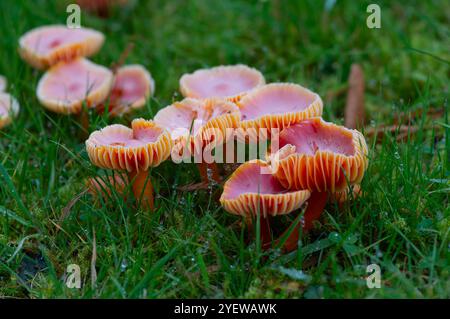 Prestwood, Großbritannien. Oktober 2024. Hygrocybe coccinea (Hygrophoraceae) Scarlet Waxcap Pilze wachsen in Gras in Prestwood, Buckinghamshire. Kredit: Maureen McLean/Alamy Stockfoto