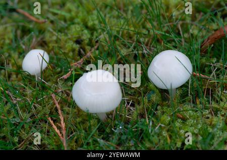 Prestwood, Großbritannien. Oktober 2024. Waxcap-Pilze, die im Gras in Prestwood, Buckinghamshire, wachsen. Kredit: Maureen McLean/Alamy Stockfoto