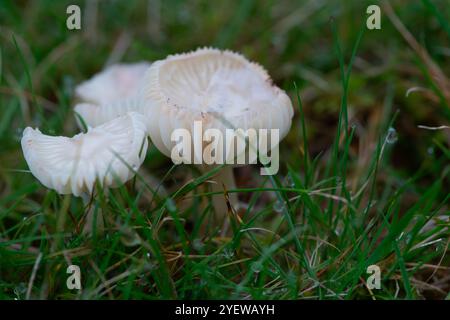 Prestwood, Großbritannien. Oktober 2024. Waxcap-Pilze, die im Gras in Prestwood, Buckinghamshire, wachsen. Kredit: Maureen McLean/Alamy Stockfoto