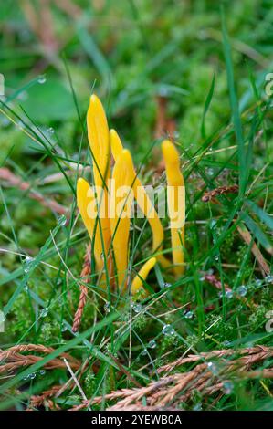 Prestwood, Großbritannien. Oktober 2024. Clavulinopsis fusiformis (Clavariaceae) Goldene Spindeln, die im Gras in Prestwood, Buckinghamshire, wachsen. Kredit: Maureen McLean/Alamy Stockfoto