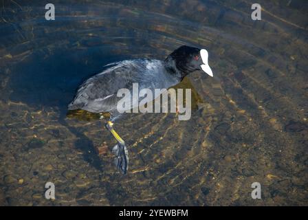 In Nahaufnahme mit großen Füßen, Körper, Kopf und Auge in klarem Wasser mit Kräuselung kotzen Stockfoto