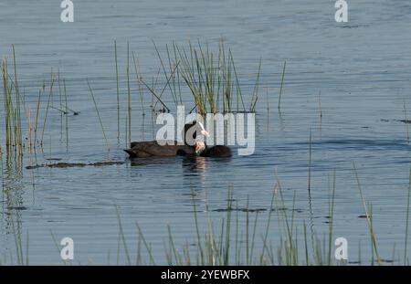 Kuh mit Küken in der Nähe, gute Sicht, schwimmt im stillen Wasser mit ein paar Schilfen in der Nähe, die einen natürlichen Rahmen für das Motiv bilden Stockfoto