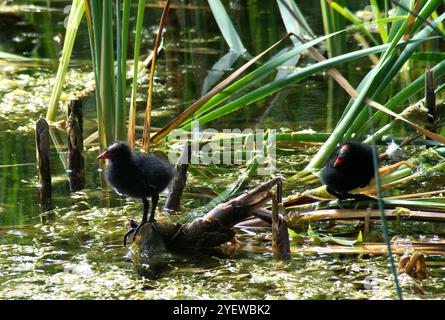 Zwei Küken stehen auf aufgedrehtem Schilf, gut beleuchtet und vor dem Hintergrund von hohem, grünem Schilf und Wasser in natürlicher Umgebung Stockfoto