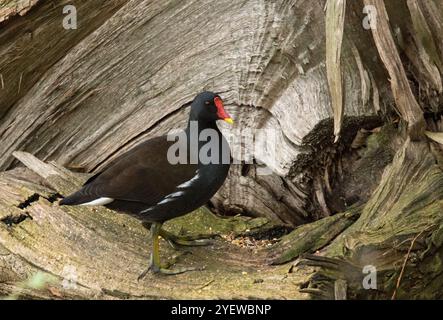 Moorhen-Erwachsener in der Basis eines umgestürzten Baumes in voller Seitenansicht mit leicht gedrehtem Kopf und nach rechts gerichtetem Bild Stockfoto