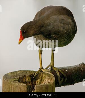 Moorhen in Nahaufnahme auf Holzpfosten vor weichem grauen Hintergrund stehend und mit klarer Sicht auf Gefieder, Kopf, Beine und Füße Stockfoto