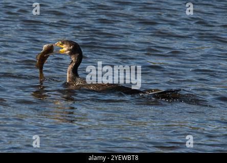 Kormoran in Nahaufnahme und gutem Licht mit großen Fischen, die in den Scheffel eingeschlossen sind und im Bild von rechts nach links schwimmen Stockfoto