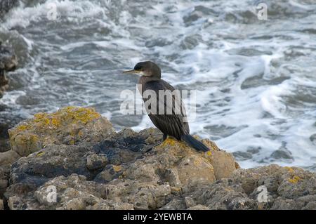 Kormoran aus nächster Nähe, auf Felsen in einer Küstenlage mit Surf und Meer unten, Blick nach links und in gutem Licht Stockfoto
