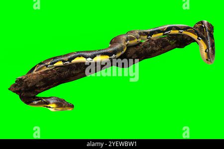 3D-Illustration Eines goldenen Netzpythons, Boa Constrictor, die größte Schlange der Welt, isoliert auf grünem Hintergrund. Stockfoto