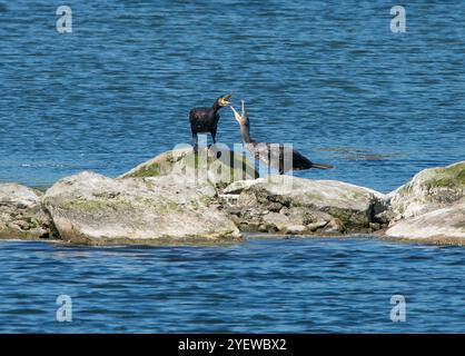 Erwachsene und junge Kormorane, die sich gegenseitig gegenüberstehen und sich rufen, während sie auf einem Felsvorsprung stehen, umgeben von Süßwasser in gutem Licht Stockfoto