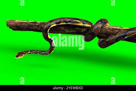 3D-Illustration Eines goldenen Netzpythons, Boa Constrictor, die größte Schlange der Welt, isoliert auf grünem Hintergrund. Stockfoto