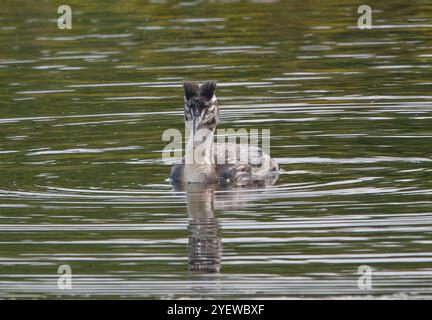 Junger Großwaldvogel schwimmt in Richtung Beobachter mit Wappen und dunklen Streifen am Nackengefieder deutlich zu sehen Stockfoto