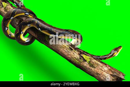 3D-Illustration Eines goldenen Netzpythons, Boa Constrictor, die größte Schlange der Welt, isoliert auf grünem Hintergrund. Stockfoto