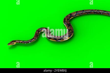 3D-Illustration Eines goldenen Netzpythons, Boa Constrictor, die größte Schlange der Welt, isoliert auf grünem Hintergrund. Stockfoto
