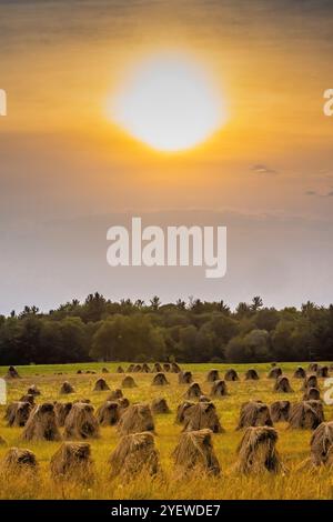 Amish-Weizenschocks zum Trocknen von Getreide in Mecosta County, Michigan, USA Stockfoto