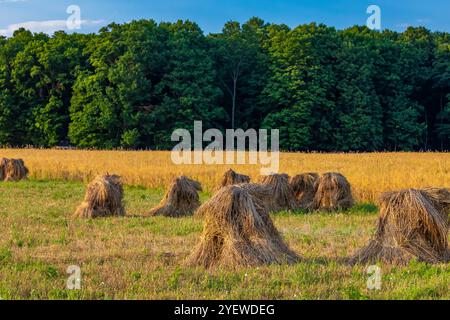 Amish-Weizenschocks zum Trocknen von Getreide in Mecosta County, Michigan, USA Stockfoto