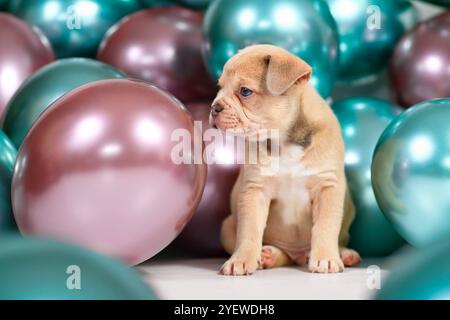 Netter 6 Wochen alter gesunder Creme farbiger französischer Bulldog Hund Welpe mit bunten Ballons im Hintergrund Stockfoto