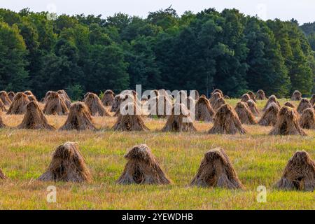 Amish-Weizenschocks zum Trocknen von Getreide in Mecosta County, Michigan, USA Stockfoto