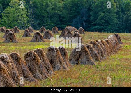 Amish-Weizenschocks zum Trocknen von Getreide in Mecosta County, Michigan, USA Stockfoto