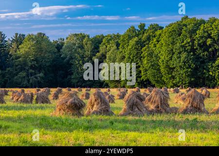 Amish-Weizenschocks zum Trocknen von Getreide in Mecosta County, Michigan, USA Stockfoto