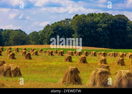 Amish-Weizenschocks zum Trocknen von Getreide in Mecosta County, Michigan, USA Stockfoto