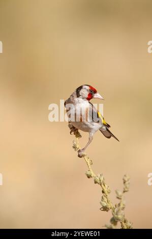 Ein kleiner farbenfroher Vogel, der auf dem Zweig einer Pflanze thront. Unscharfer Hintergrund. Europäischer Goldfinch, Carduelis carduelis. Stockfoto
