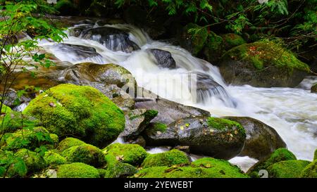 Süßwasser-Gebirgsbach, der durch grüne moosbedeckte Felsen fällt Stockfoto