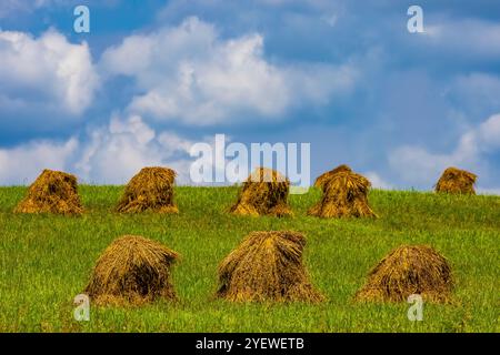 Amish-Weizenschocks zum Trocknen von Getreide in Mecosta County, Michigan, USA Stockfoto