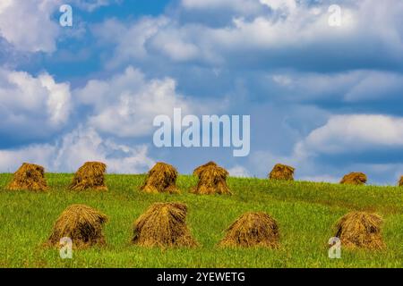 Amish-Weizenschocks zum Trocknen von Getreide in Mecosta County, Michigan, USA Stockfoto