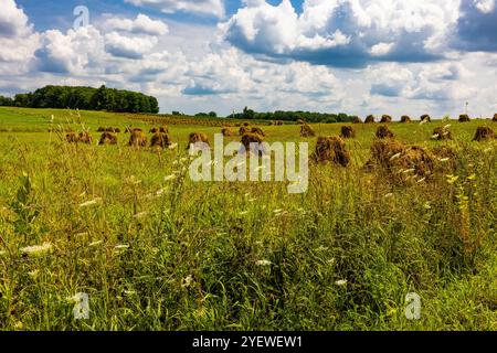 Amish-Weizenschocks zum Trocknen von Getreide in Mecosta County, Michigan, USA Stockfoto