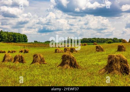 Amish-Weizenschocks zum Trocknen von Getreide in Mecosta County, Michigan, USA Stockfoto