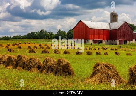 Amish-Weizen-Schocks in der Nähe der Scheune im Mecosta County, Michigan, USA [keine Veröffentlichungen; nur redaktionelle Lizenzierung] Stockfoto