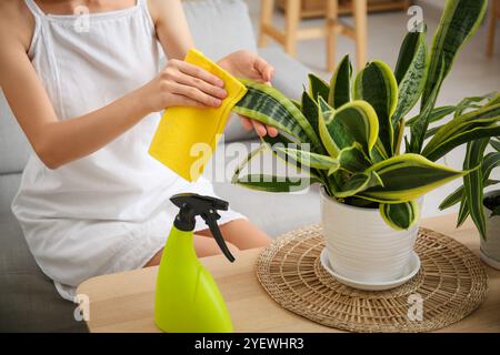 Junge Gärtnerin wischt zu Hause die Blätter der Zimmerpflanzen ab Stockfoto