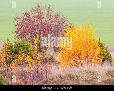 Leuchtend gelbe, orange und rote Blätter zieren Bäume in einer malerischen schwedischen Landschaft im Herbst. Die ruhige Umgebung bietet üppige grüne Felder Stockfoto