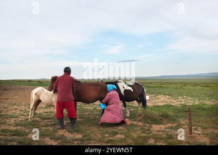 Das Tägliche Leben. Melken. Mongolische Nomaden. Mongolei Stockfoto