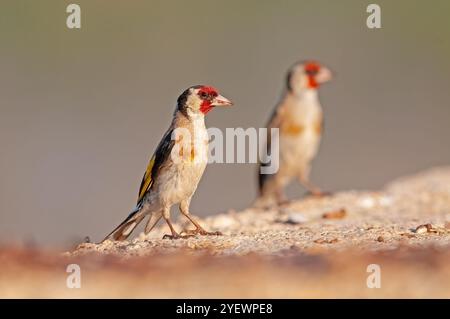 Kleine bunte Vögel. Unscharfer Hintergrund. Kopierbereich. Europäischer Goldfink, Carduelis carduelis. Stockfoto
