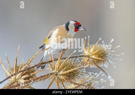 Ein kleiner farbenfroher Vogel auf einer Milchpflanze im Winter. Europäischer Goldfink, Carduelis carduelis. Stockfoto