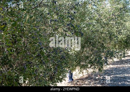 Viele Olivenbäume mit Reifen schwarzen Oliven wachsen auf den Reihen in Andalusien in der Nähe von Cordoba, Spanien, Olivenölproduktion Stockfoto