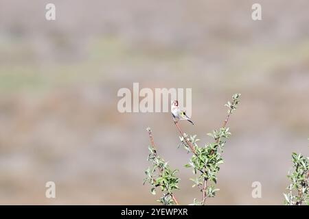 Kleiner farbenfroher Vogel, der auf einem Baumzweig thront. Der Hintergrund ist unscharf. Europäischer Goldfink, Carduelis carduelis. Stockfoto
