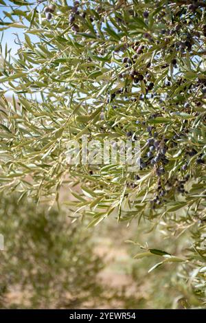 Viele Olivenbäume mit Reifen schwarzen Oliven wachsen auf den Reihen in Andalusien in der Nähe von Cordoba, Spanien, Olivenölproduktion Stockfoto