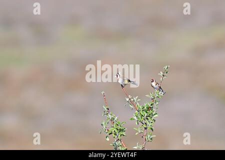 Kleine bunte Vögel, die auf einem Zweig eines Baumes sitzen. Unscharfer Hintergrund. Europäischer Goldfink, Carduelis carduelis. Stockfoto