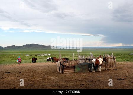 Das Tägliche Leben. Melken. Mongolische Nomaden. Mongolei Stockfoto