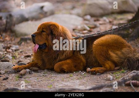 Ein erwachsenes weibliches tibetisches Mastiff mit einem dicken, intensiven roten Fell liegt auf dem Waldboden und fügt sich in die grünen und natürlichen Farben der Vordertiere ein Stockfoto